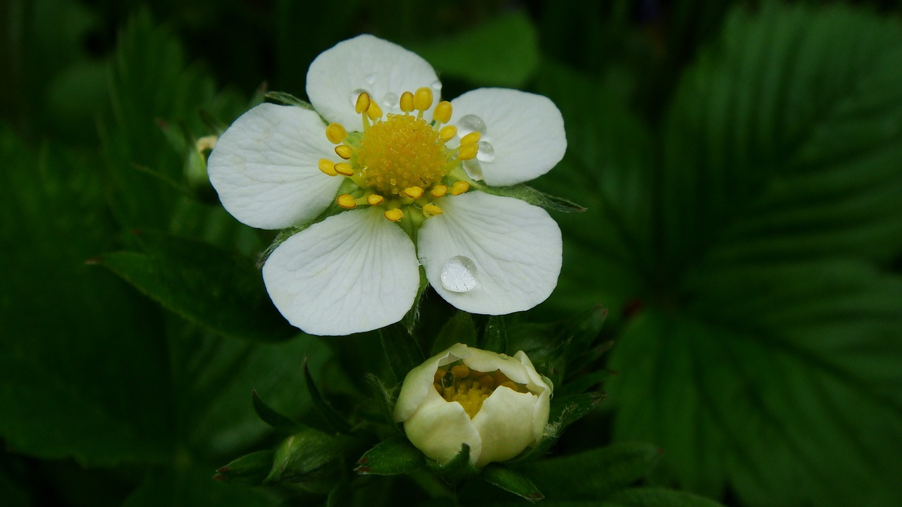 drop flower strawberries free photo