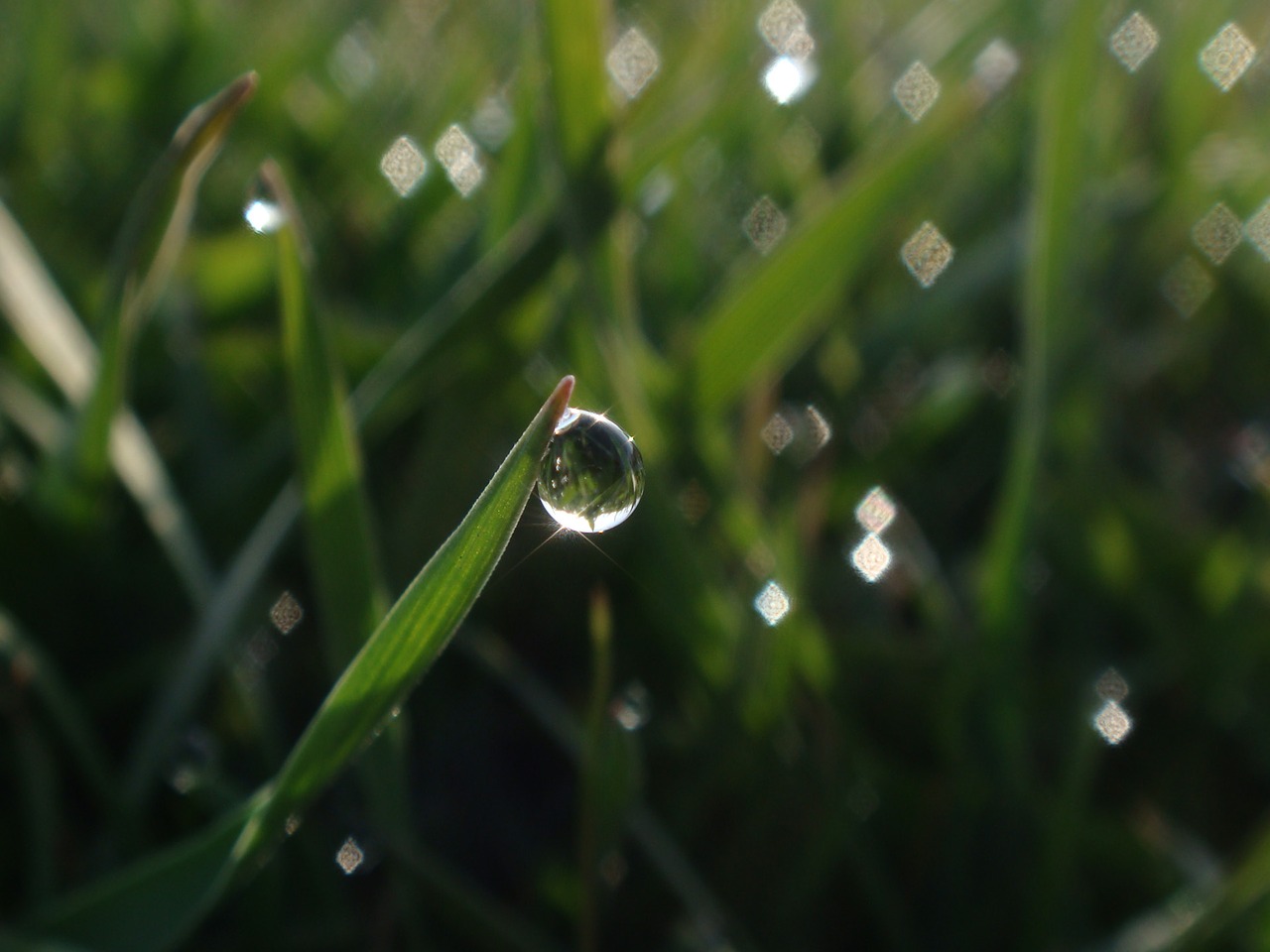 drop grass fresh free photo