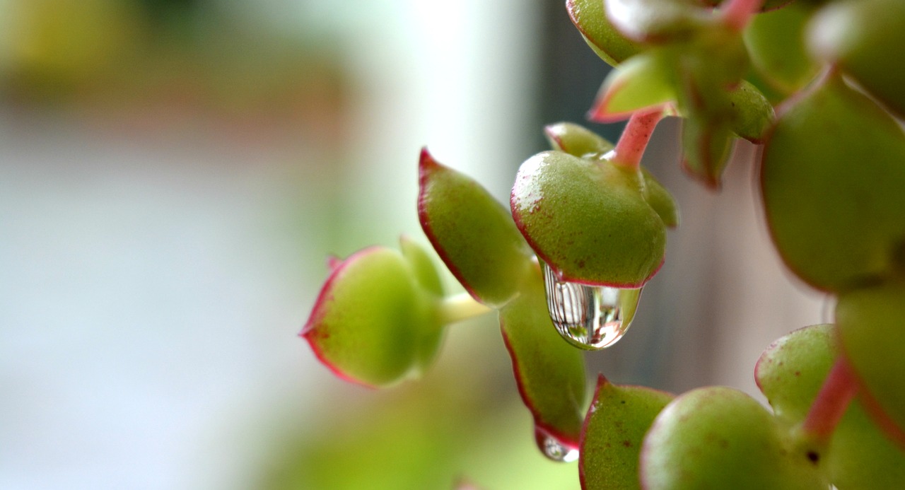 drop plant green free photo