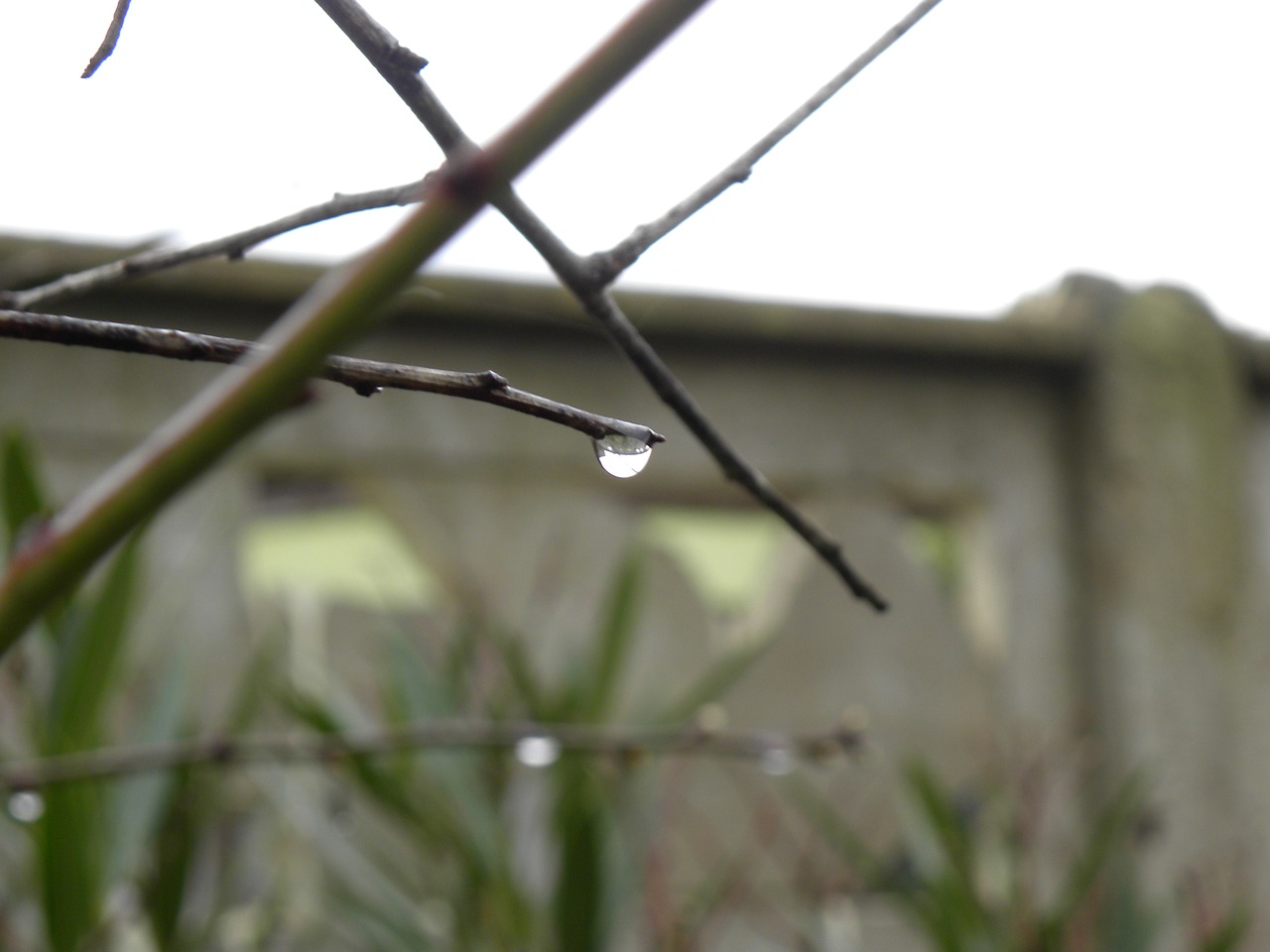 drop drop of rain branch free photo