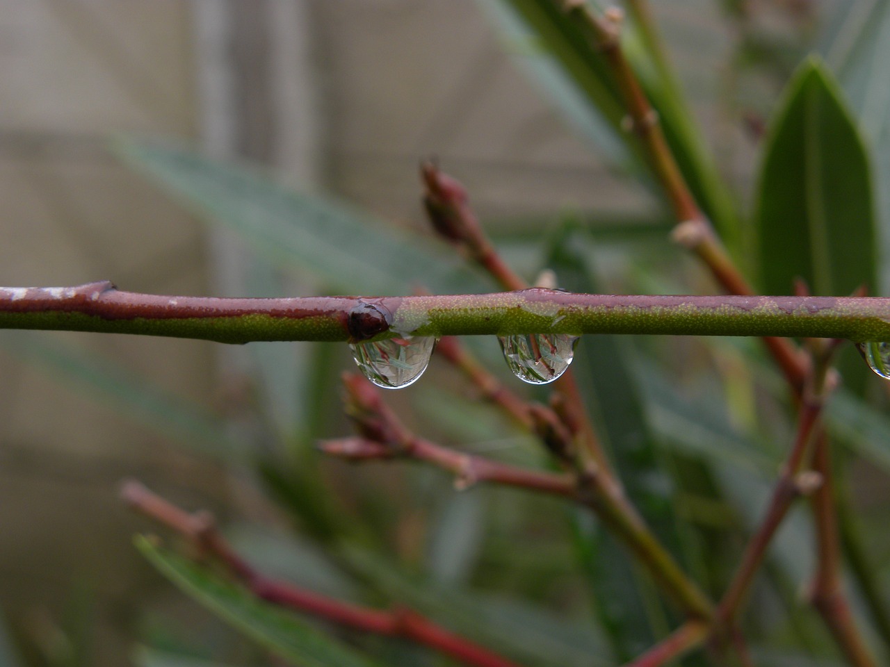 drop drops drops of rain free photo