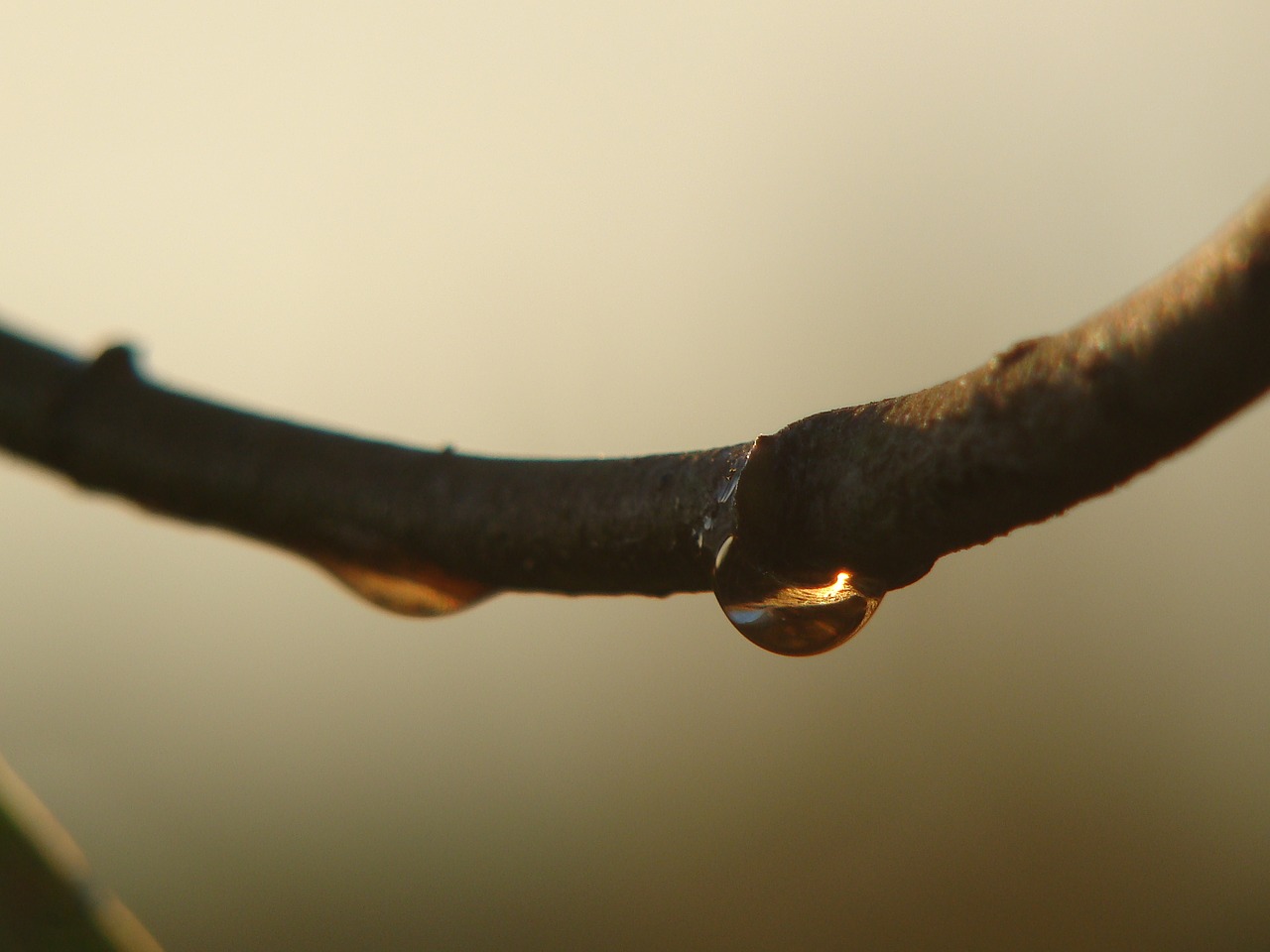 drop garden branch free photo