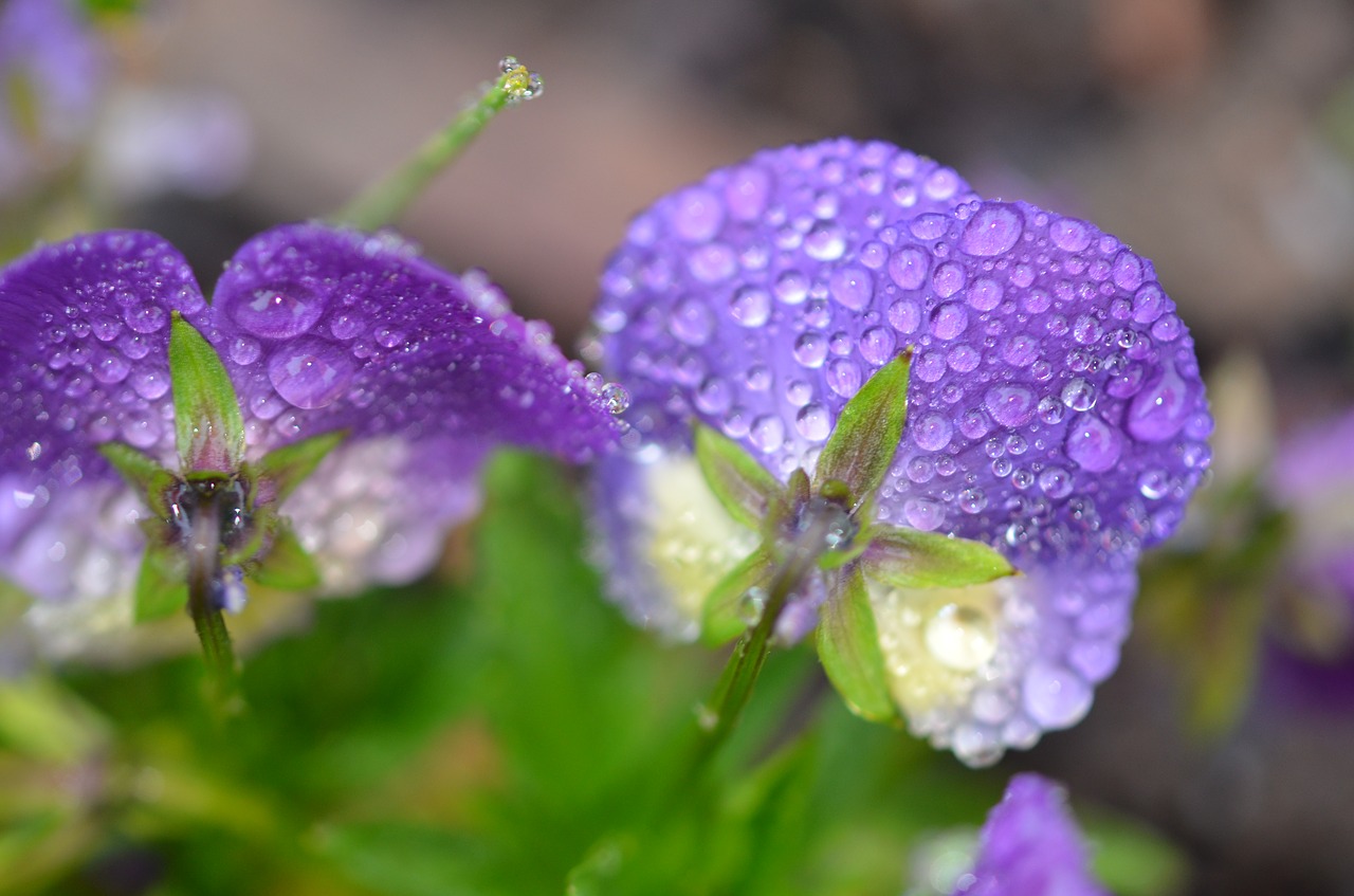 drop rain rain drops free photo