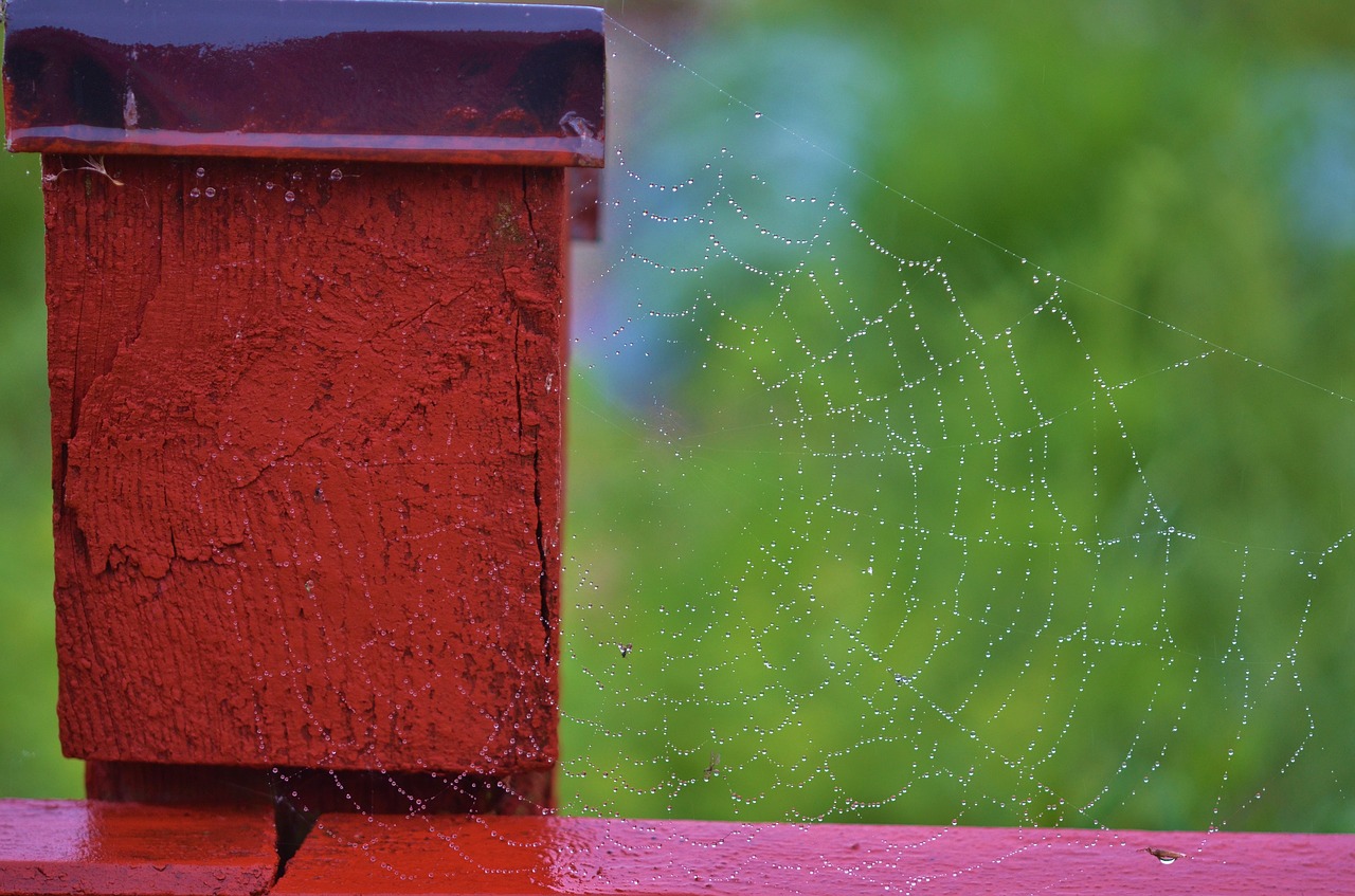 drop rain rain drops free photo