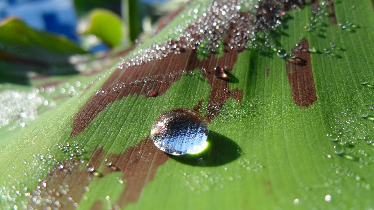 drop water leaf free photo
