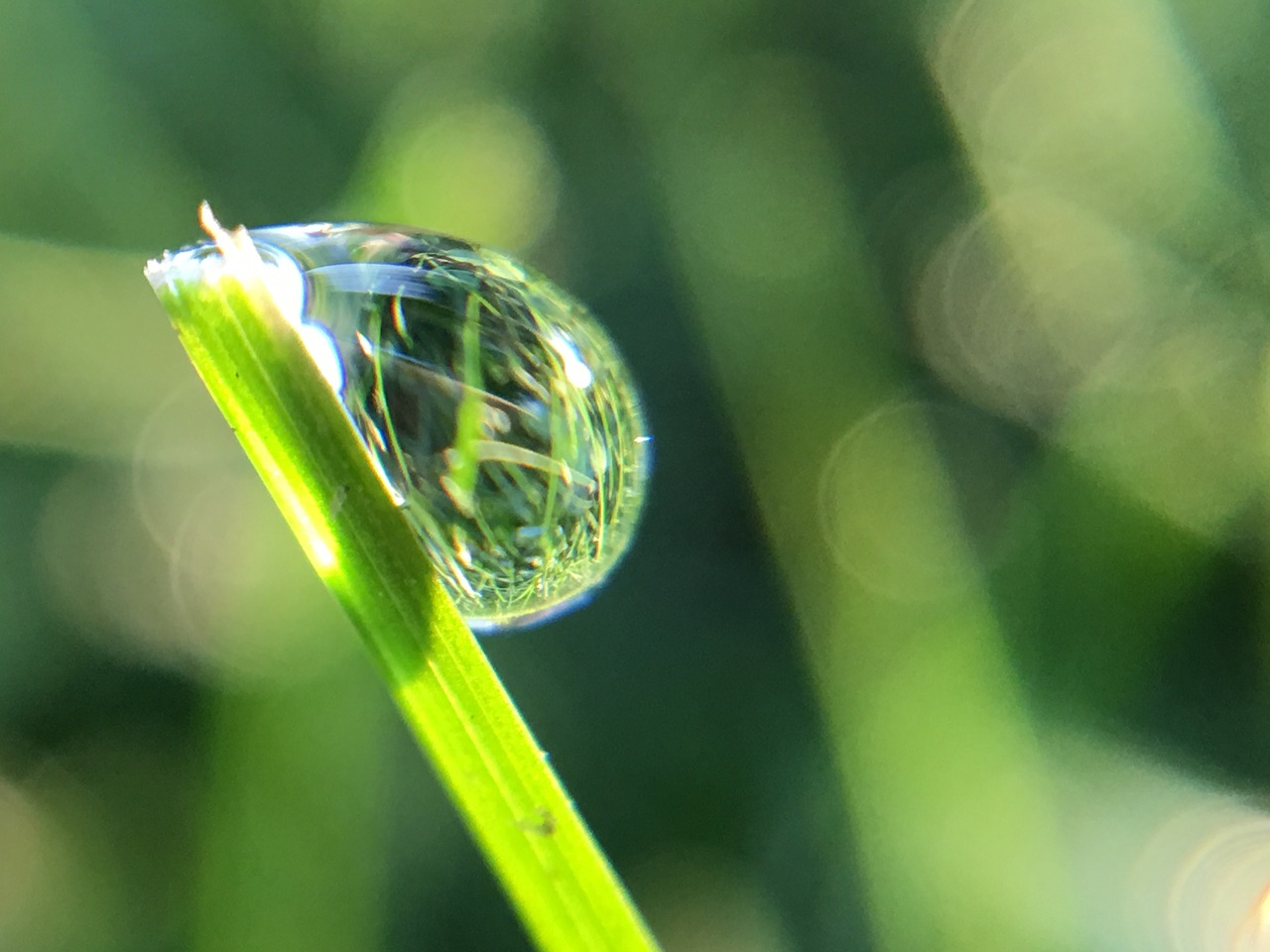 drop dew nature free photo