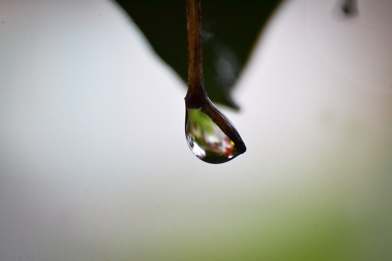 drop macro garden free photo