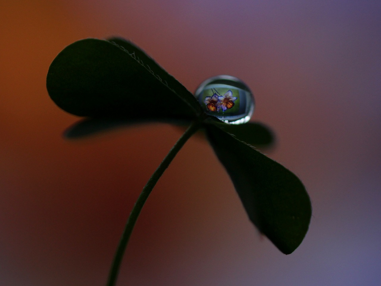 drop macro clover free photo