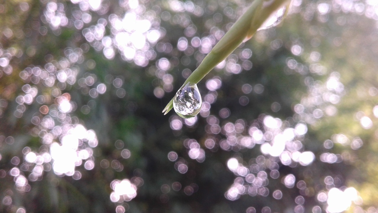 drop dew nature free photo