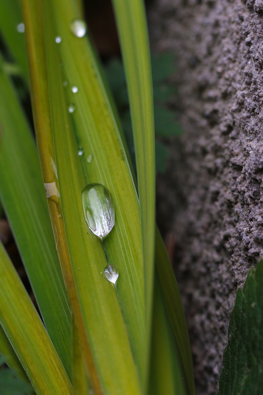 drop nature green free photo