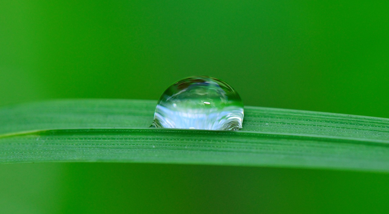 drop water grass free photo