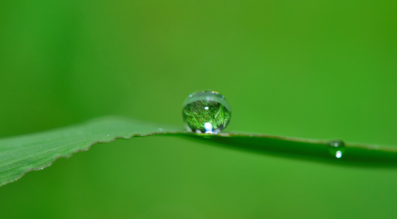 drop water grass free photo