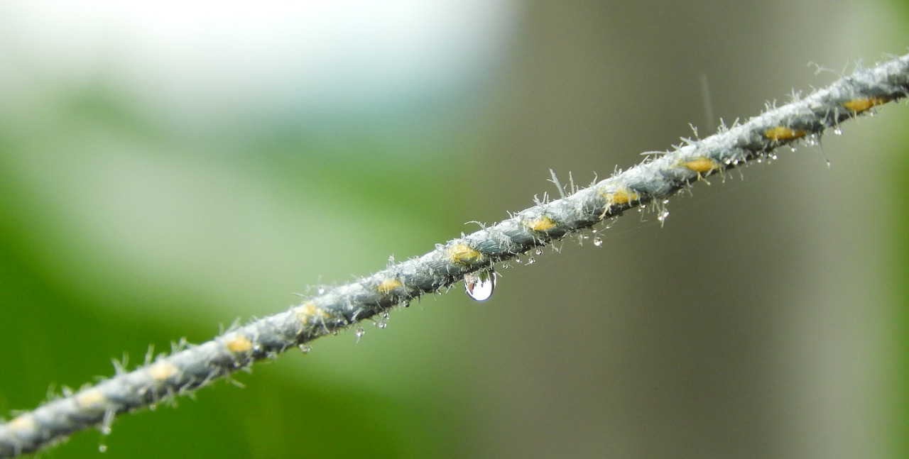 drop nature leaf free photo