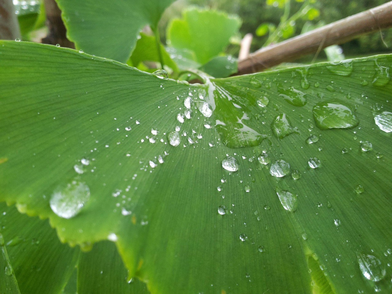 drop droplet leaf free photo