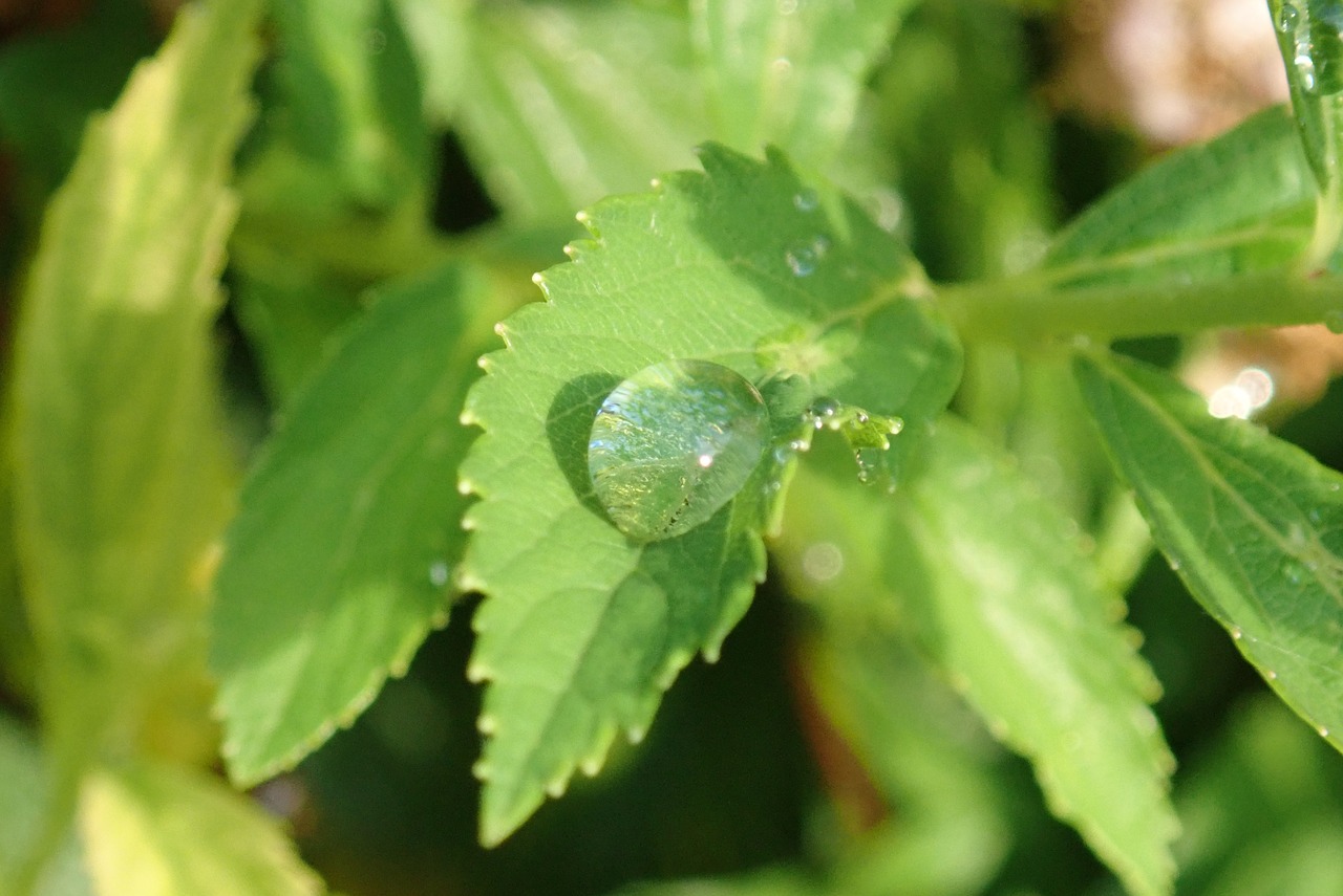 drop  water  wet free photo