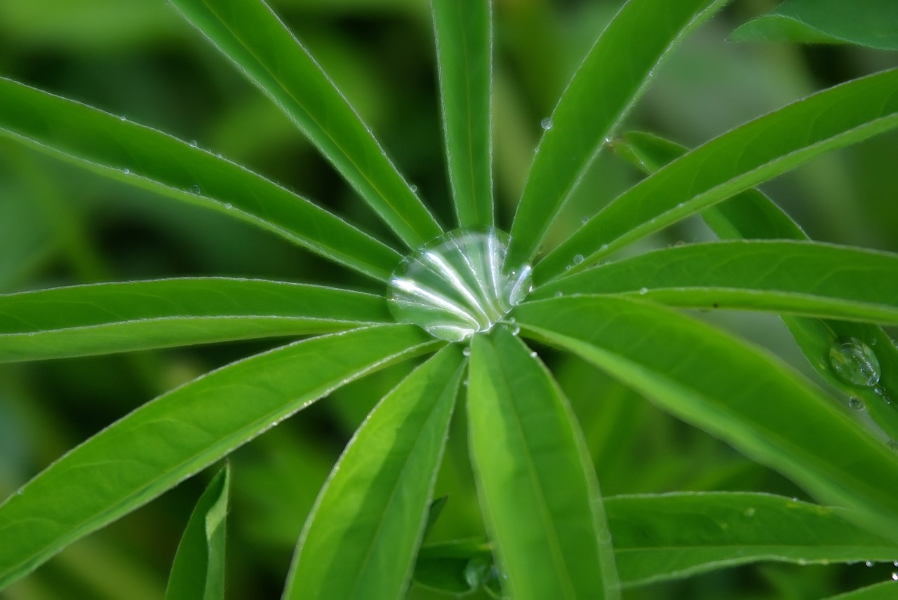 drop grass rain free photo