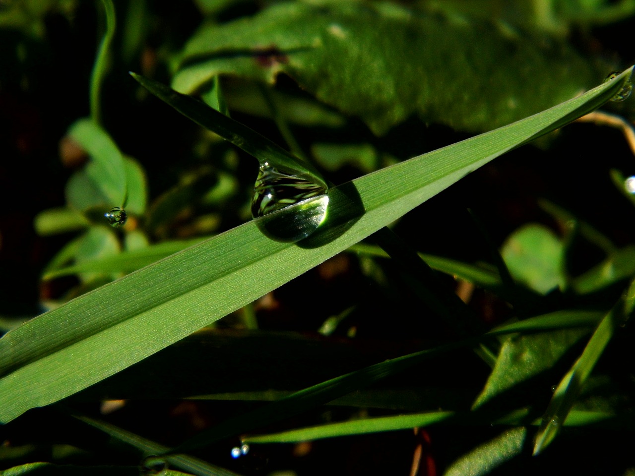 drop  green  sheet free photo