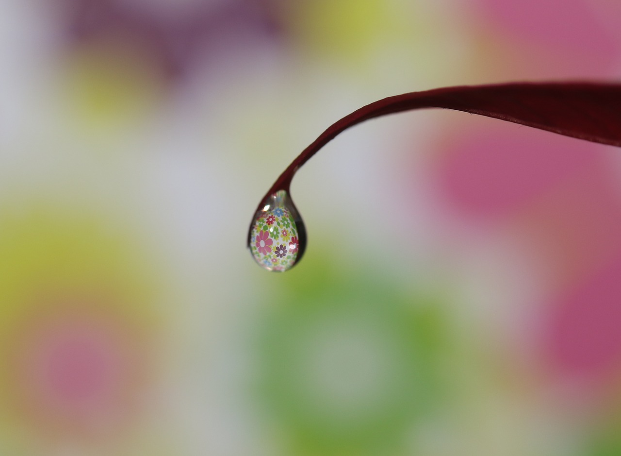 drop  water  macro free photo