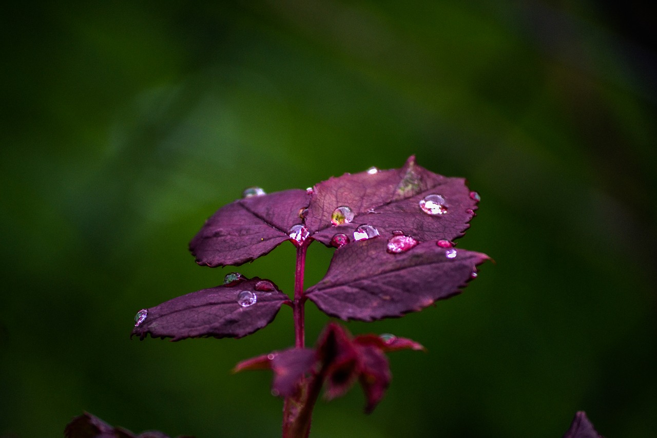 drop  plants  nature free photo