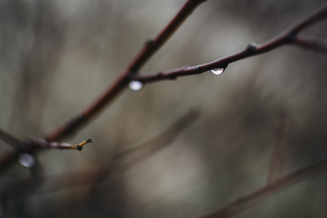 drop  water  rain free photo