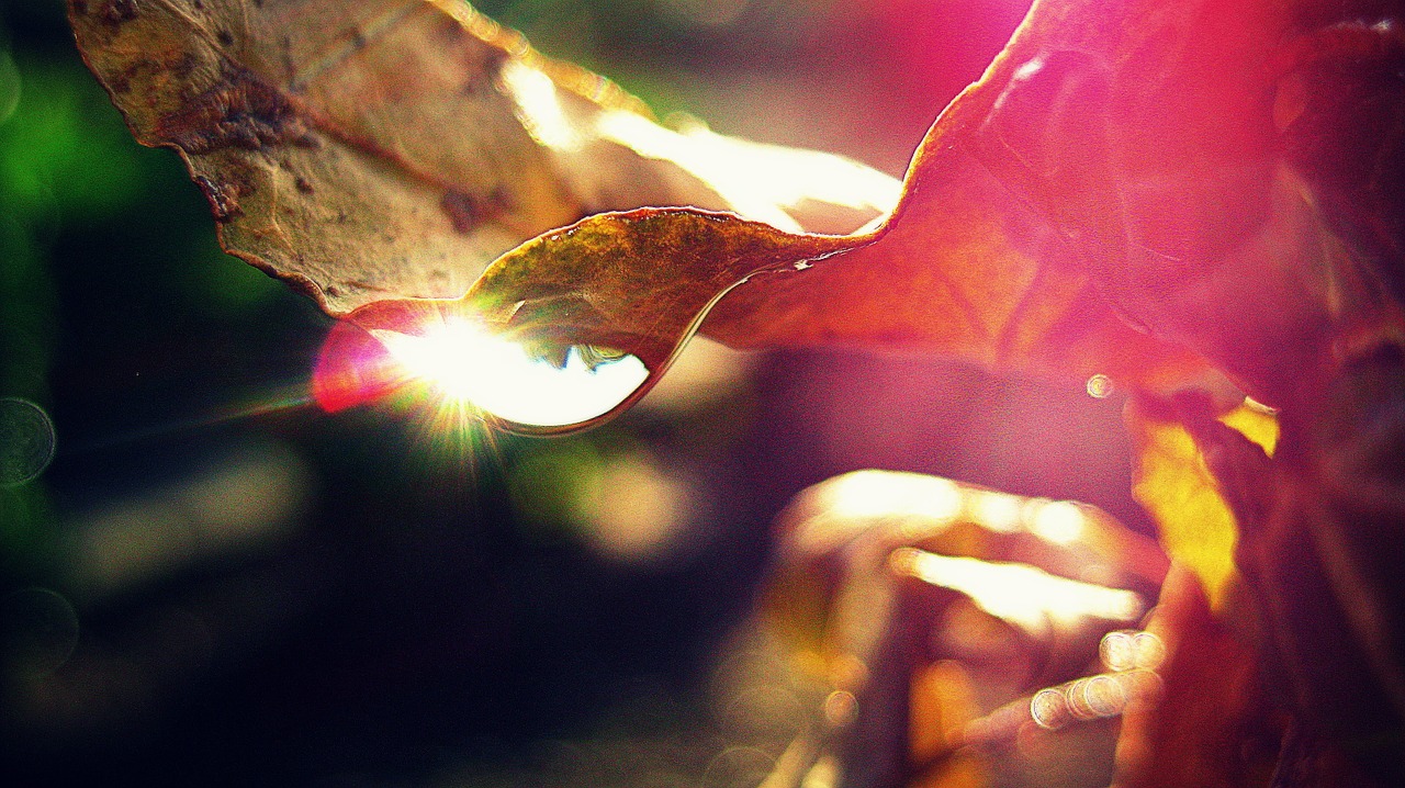 drop rain abstract free photo