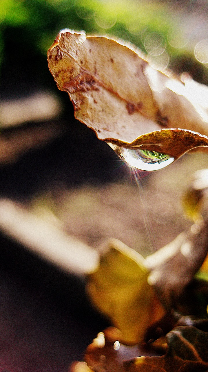 drop water leaf free photo