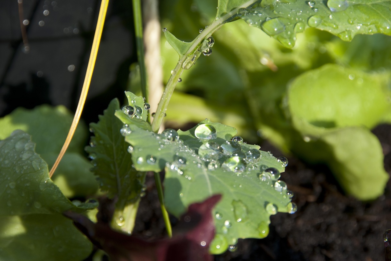 drop cabbage sheet free photo