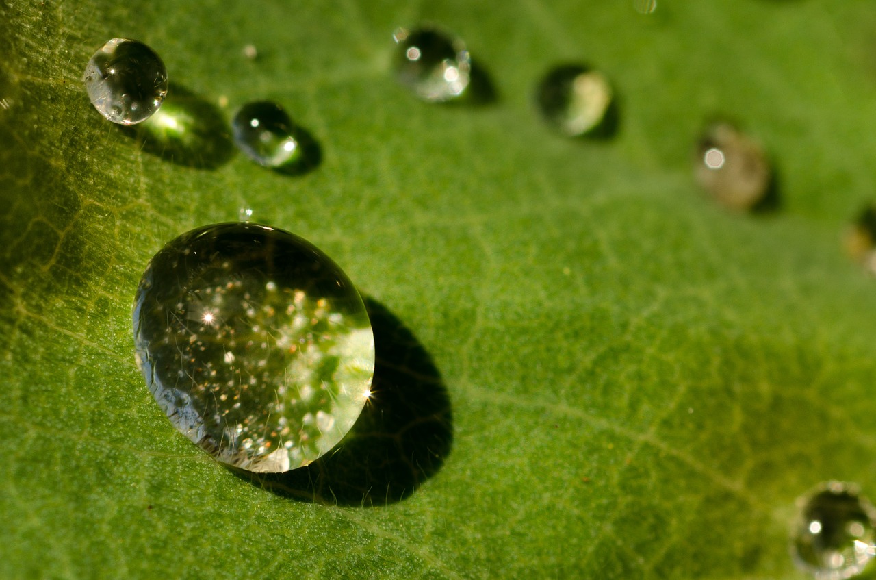 drop water green free photo