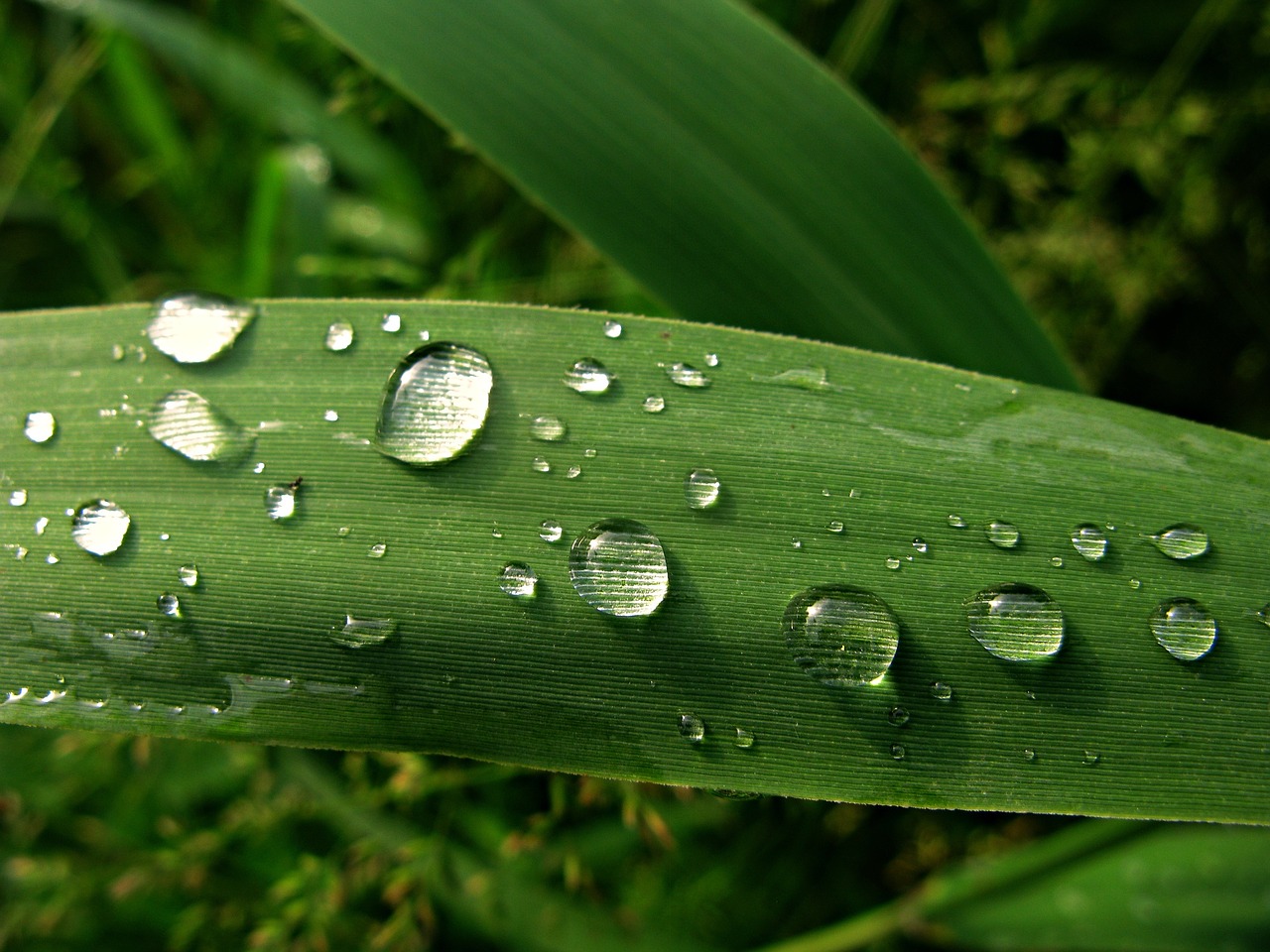 dew water drop rain drops free photo