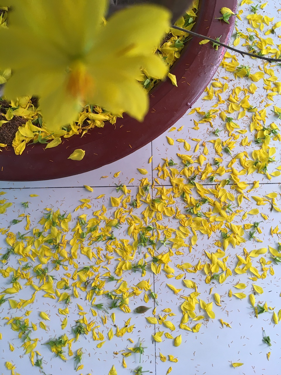 drop flowers  yellow  bloom free photo
