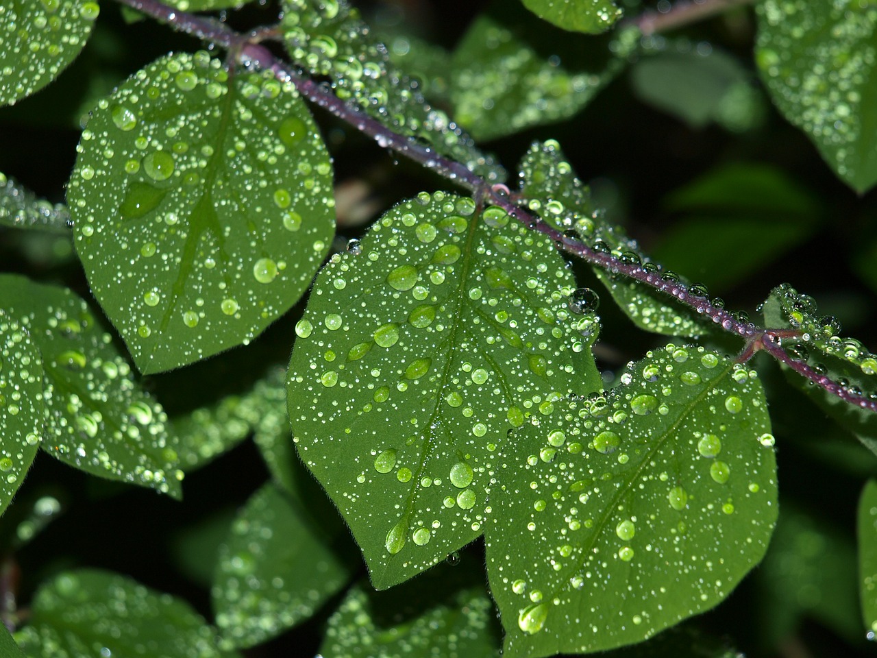 drop of water leaf rain free photo