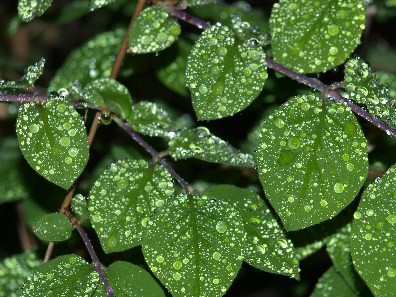 drop of water leaf raindrop free photo