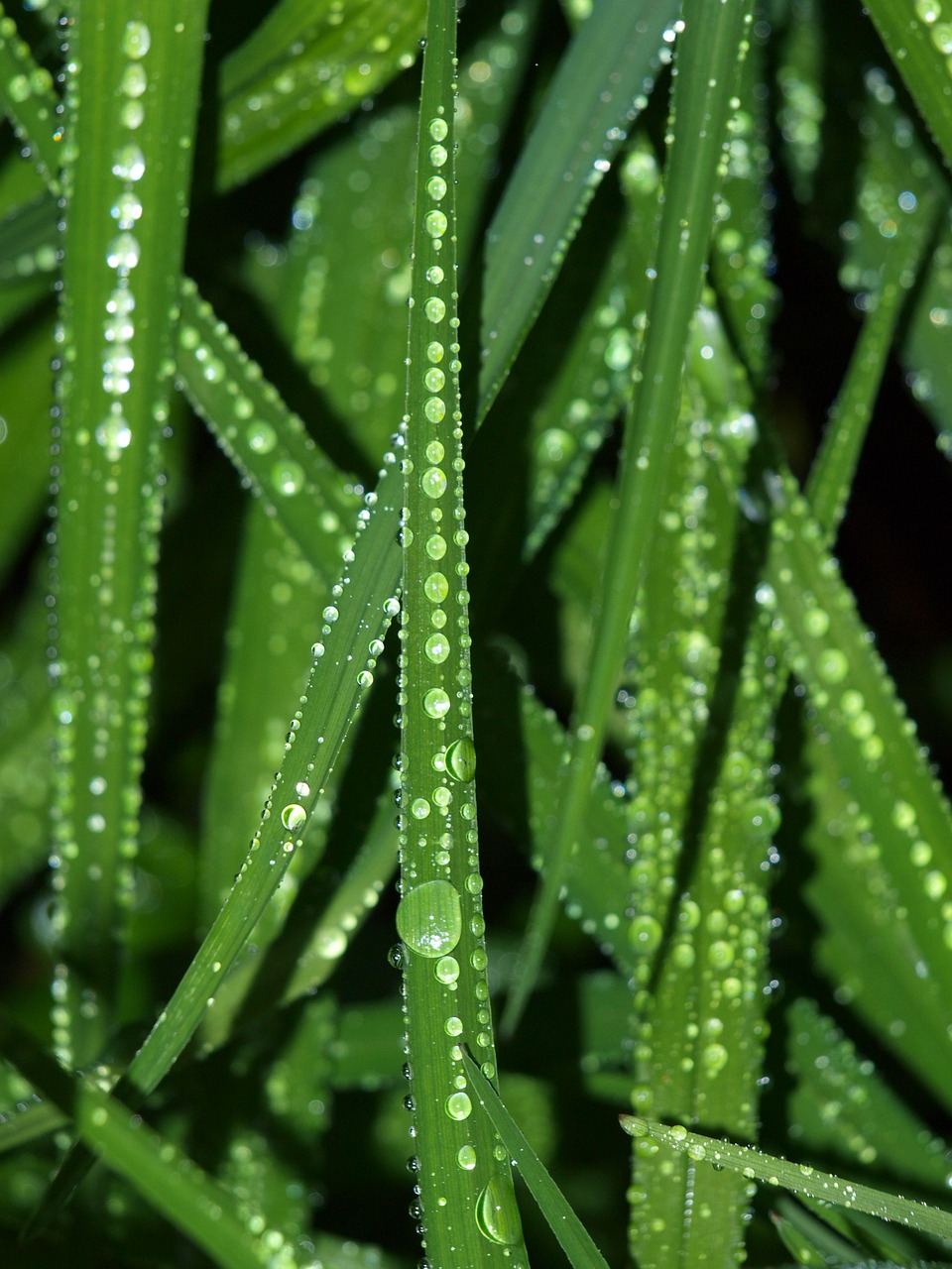 drop of water leaf dew free photo