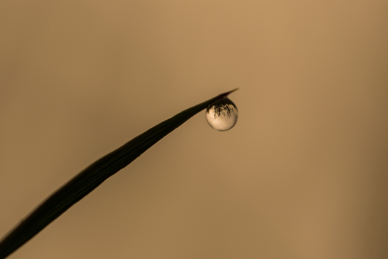 drop of water grass reflection free photo