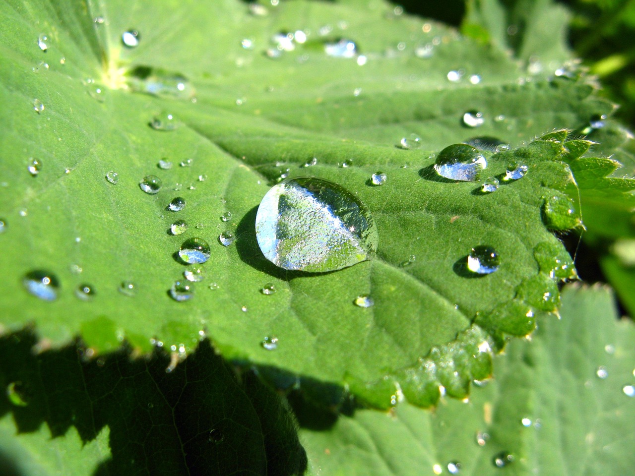 drop of water leaf frauenmantel free photo