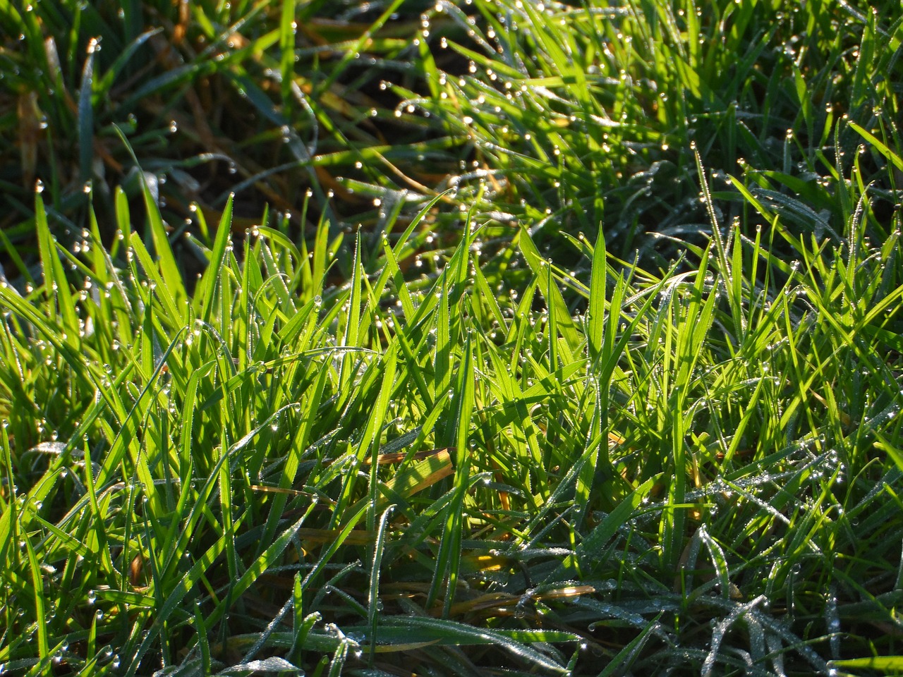 drop of water grass meadow free photo