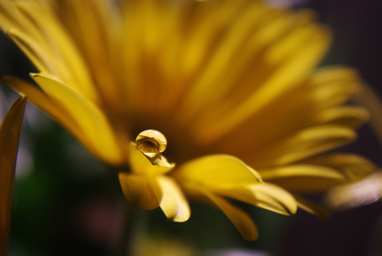 drop of water drip flower free photo