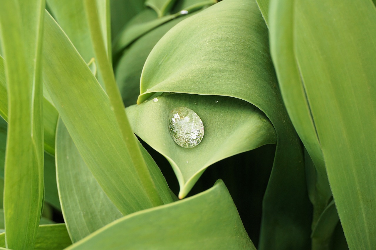 drop of water dew leaf free photo