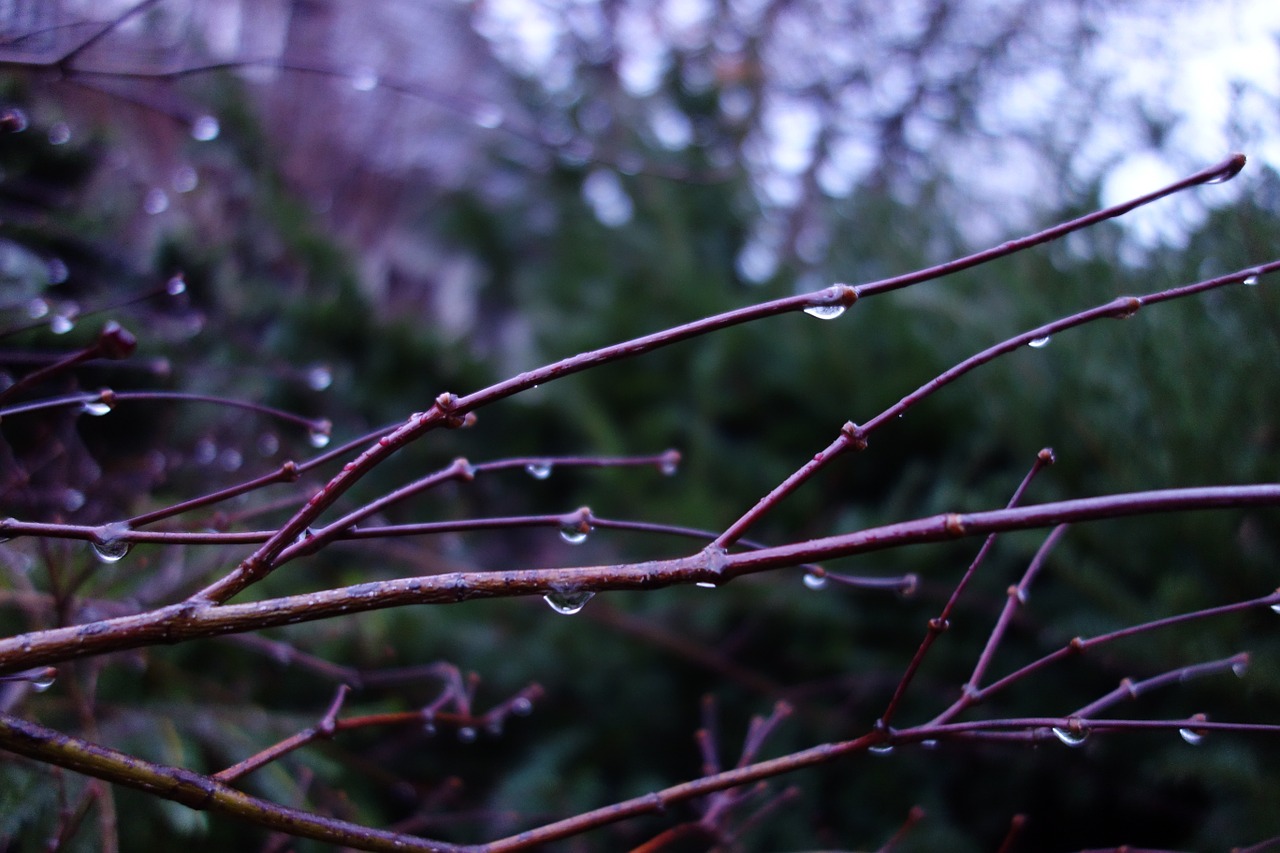 drop of water branch nature free photo