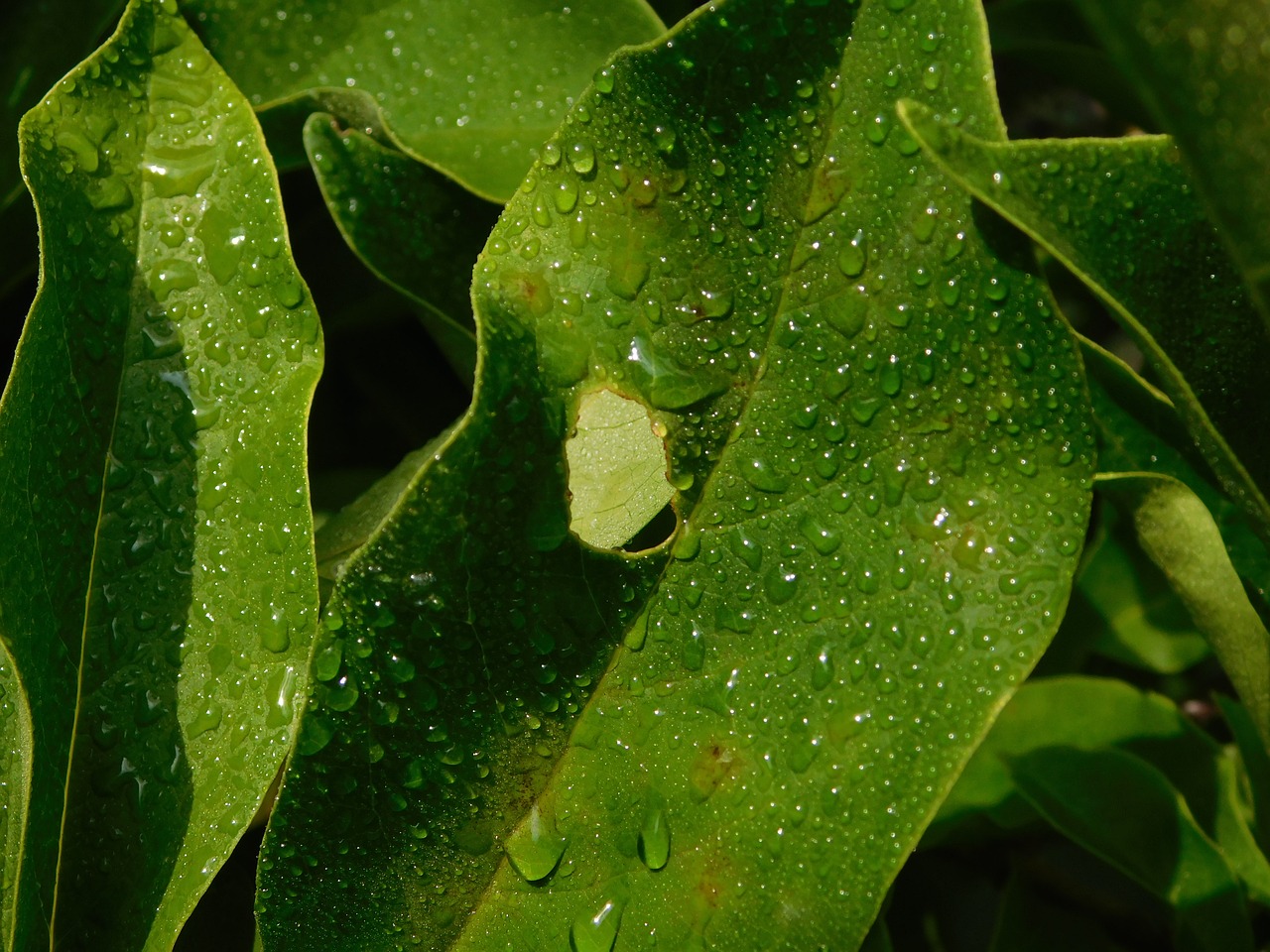 drop of water raindrop drip free photo