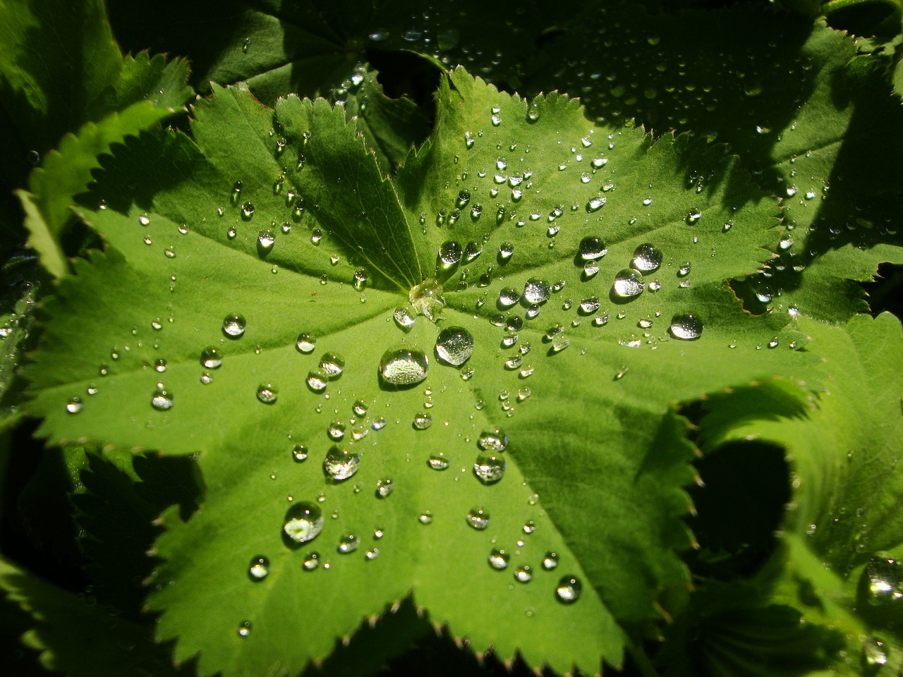 drop of water leaf makkro free photo