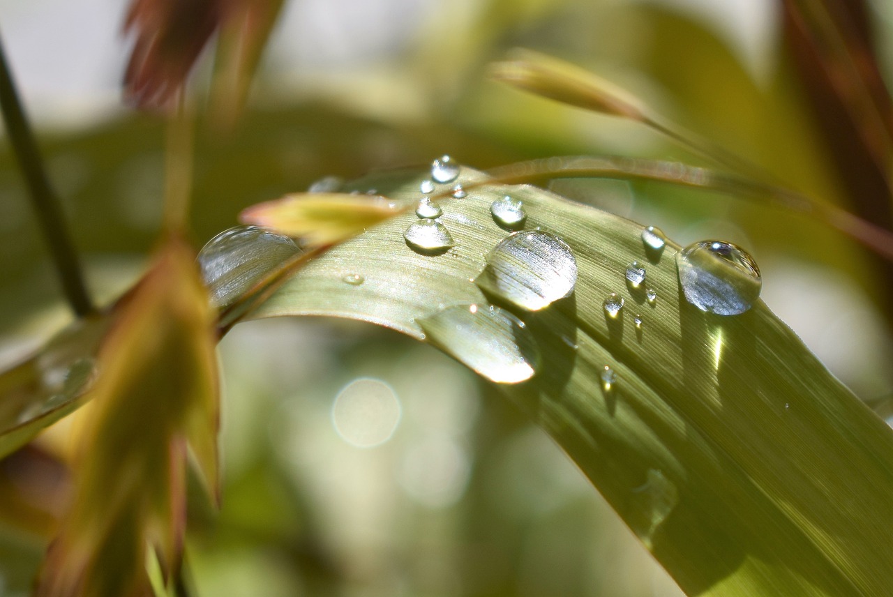 drop of water nature raindrop free photo