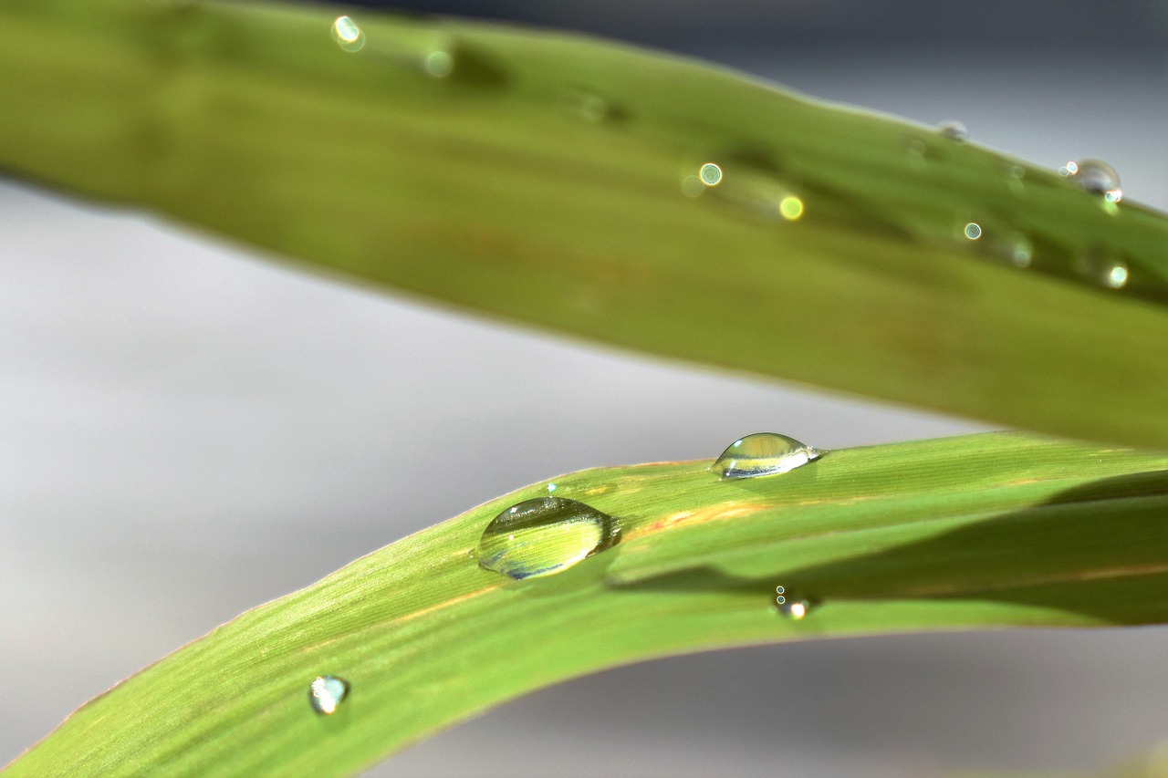 drop of water nature raindrop free photo