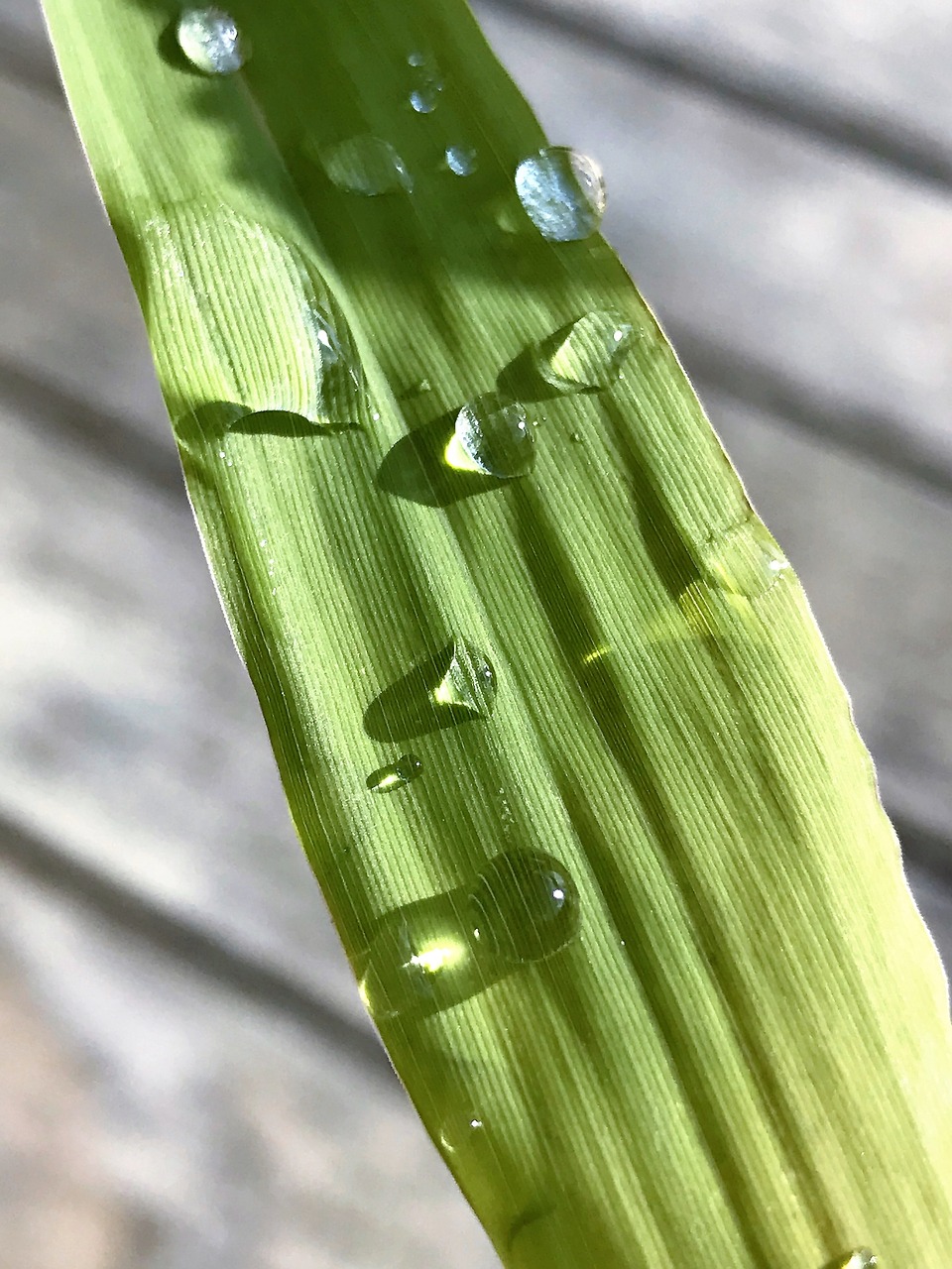 drop of water nature raindrop free photo