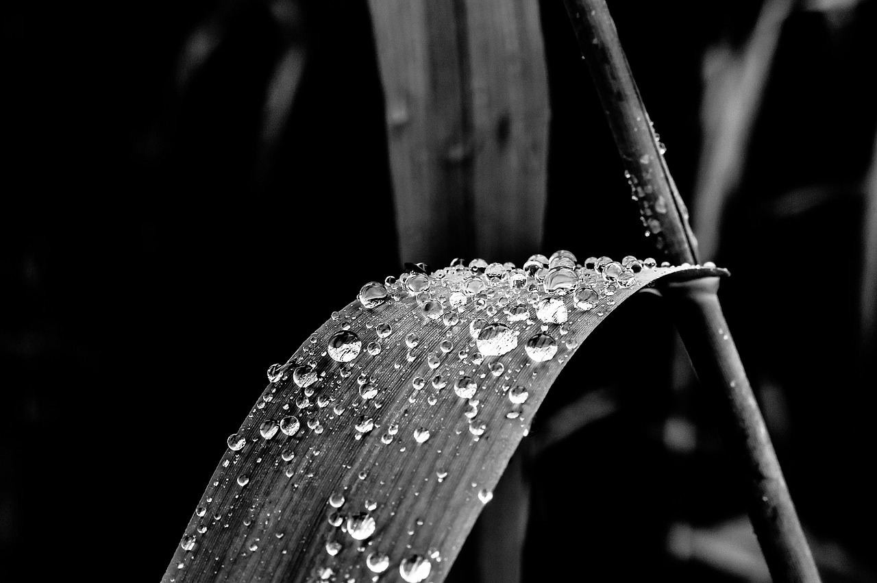 drop of water rain reed leaf free photo