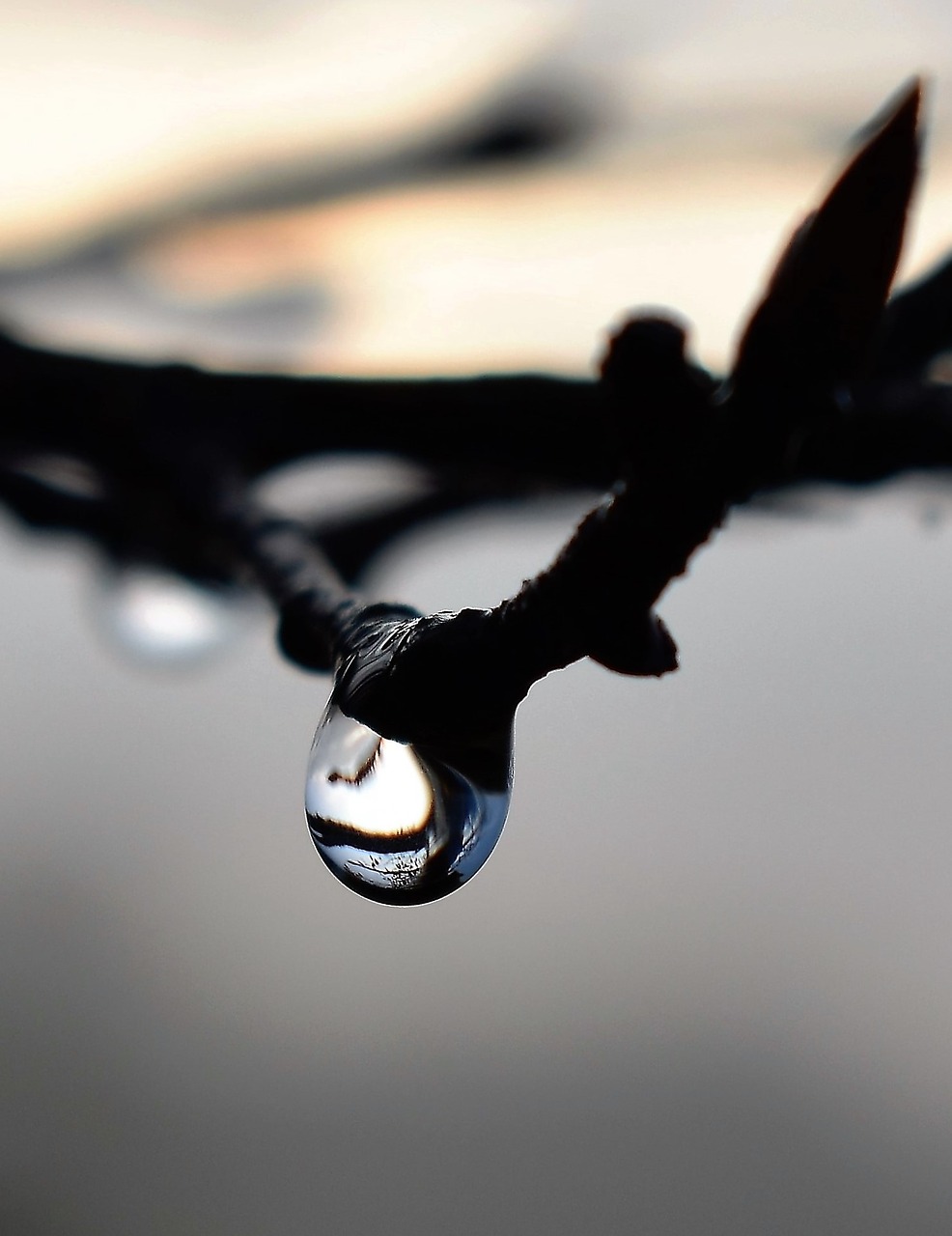 drop of water dew dewdrop free photo