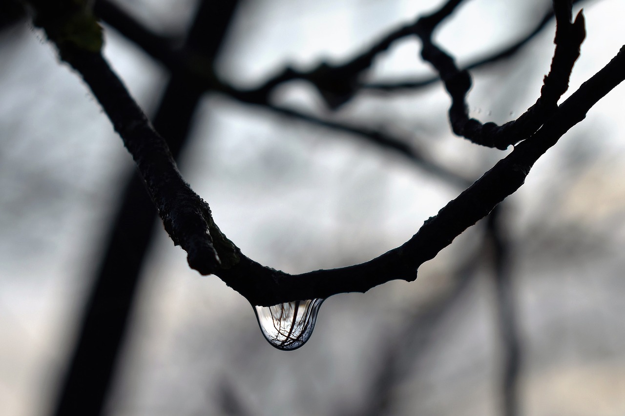drop of water dew dewdrop free photo
