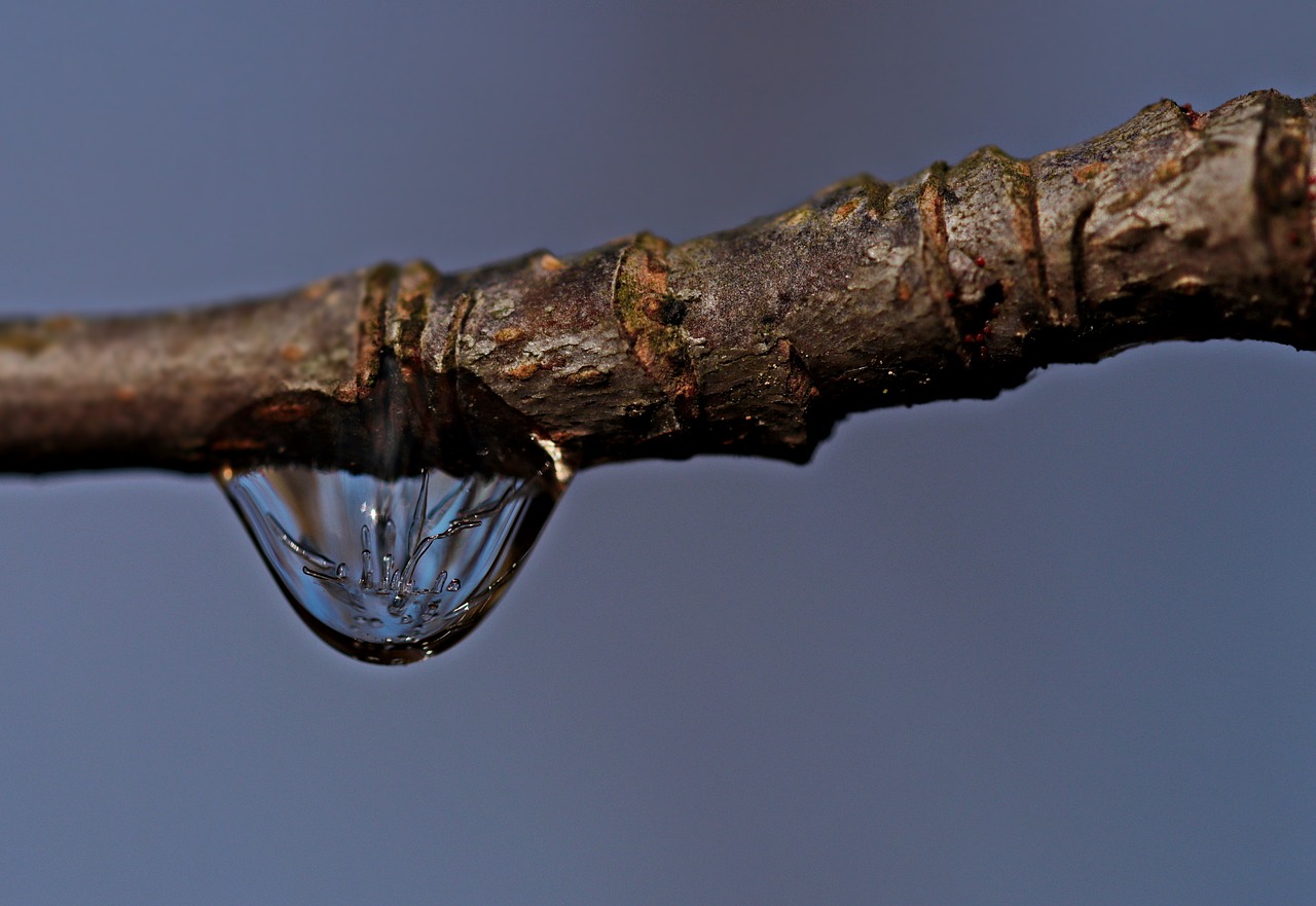 drop of water drip nature free photo