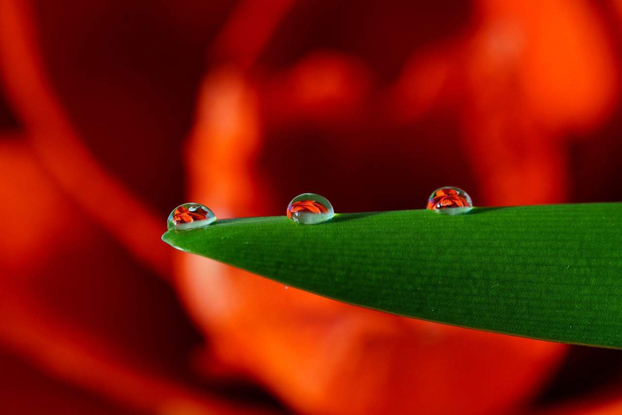 drop of water amarillis flower free photo