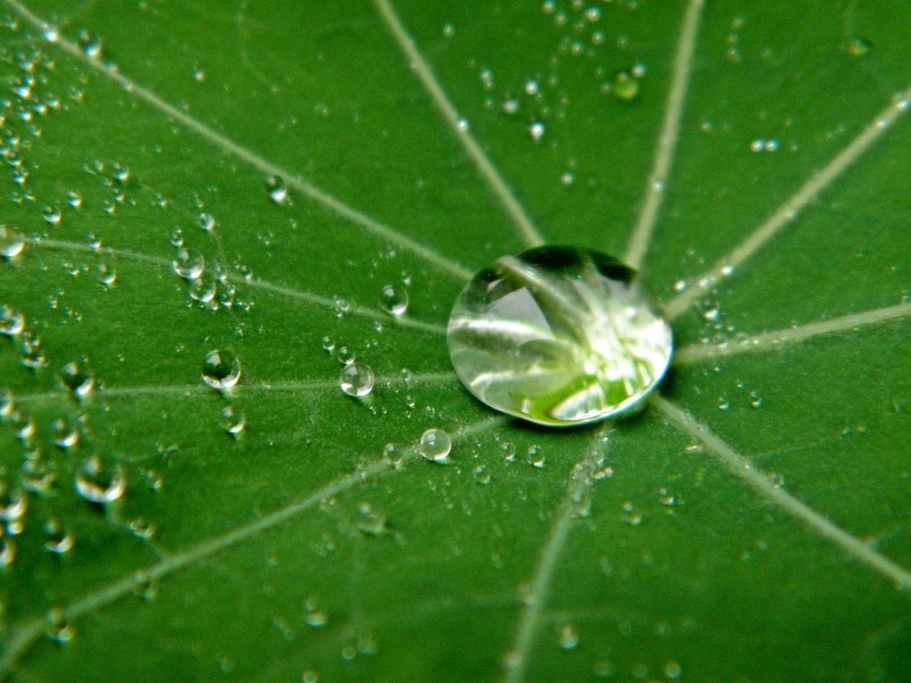 drop of water water transparent free photo